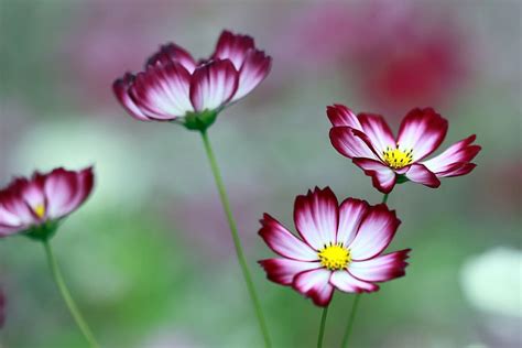 White And Red Cosmos Flowers Selective Focus Photography Cosmos The