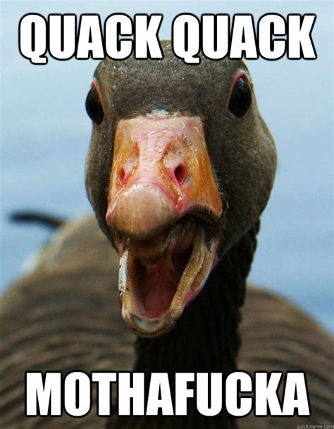 I make duck memes pretty much every day. ANGRY DUCK memes | quickmeme