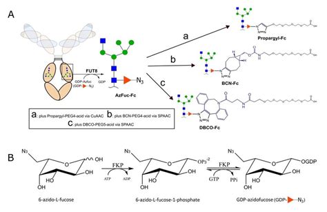 Site Specific Functionalization And Conjugation Through Asn Glycan