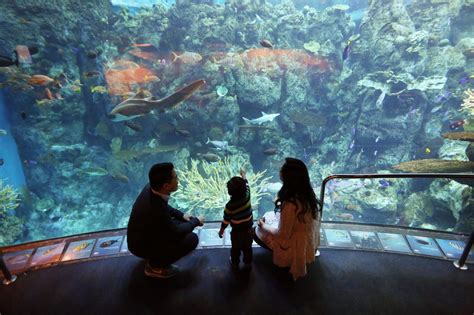 Aquarium Of The Pacific Tickets All You Need To Know