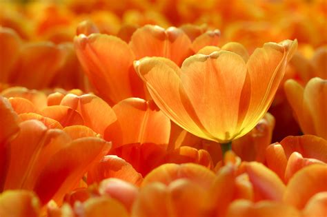 Tulipanes Naranja Flores Foto Gratis En Pixabay Pixabay