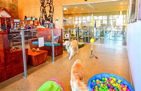Maggies Dog Cafe Dog Dogs Cafe Pup Pups Doggy Pet Pets Best Coffee 5ed