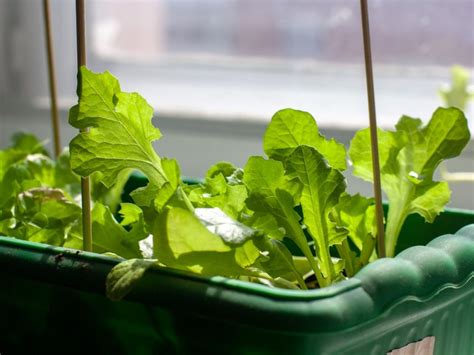 Indoor Lettuce Plants How To Grow Lettuce In The Home