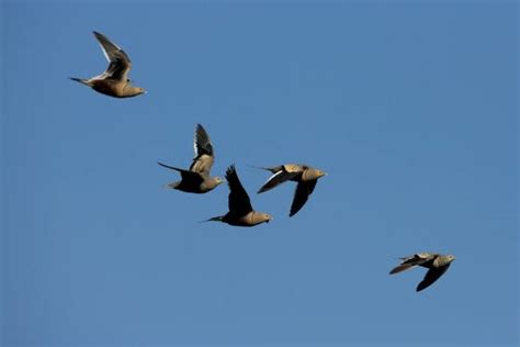 Chestnut Bellied Sandgrouse Pterocles Exustus Hawaii Bird Guide