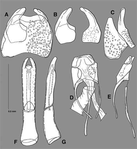Male Genitalia Of Niposoma Lewisi A Eighth Tergite And Sternite