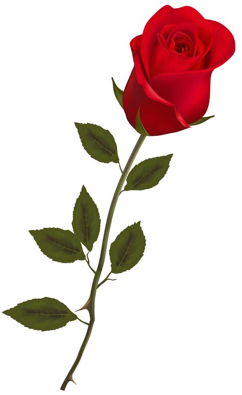 Beautiful Stem Red Rose PNG Clipart Red Rose Png Rose Flower Png Red Roses