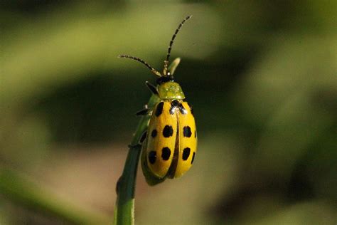 Spotted Cucumber Beetle Photograph By Lorri Crossno Pixels
