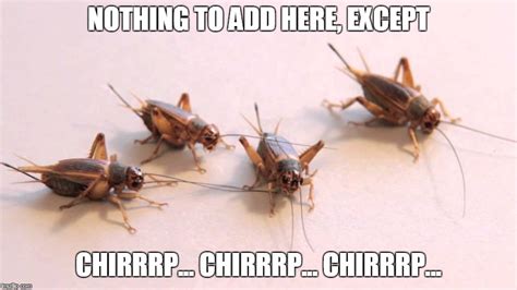 Crickets Silence Meme Captions Hd