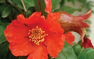 Pomegranate Flower - Complete Information Including Health Benefits ...