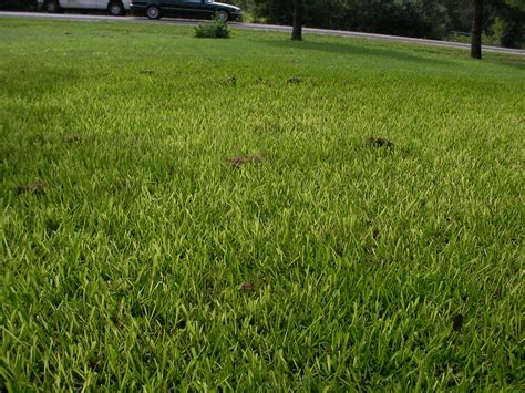 Yellowing St Augustine Grass