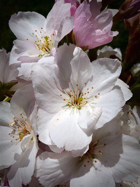 Free Photo Column Cherry Japanese Cherry Trees Blossom Bloom