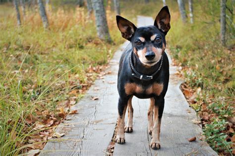Min Pin Ulpu Fall 2015 Pincher Dog Dogs Terrier