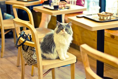 Five Best Cat Cafes In Seoul Koreatravelpost
