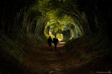 Image Of Halnaker Tree Tunnel By Richard Joiner 1022684