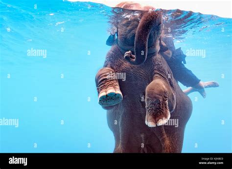Elephant Show Swimming And Blow The Bubbles Out Of The Trunk Underwater