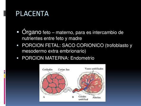 Placenta Y Sus Anexos