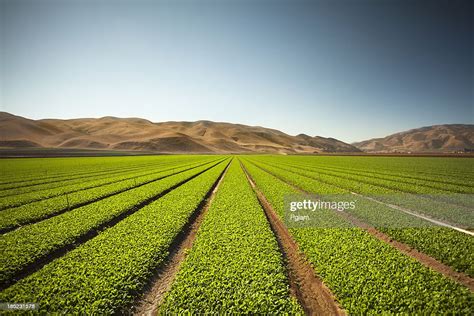 Crops Grow On Fertile Farm Land Stock Photo Getty Images