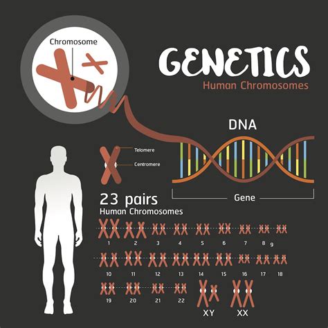 The Genetic Blueprint Of Disease Part 3 — Duchenne Muscular Dystrophy