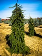 Weeping Norway Spruce For Sale Online | The Tree Center