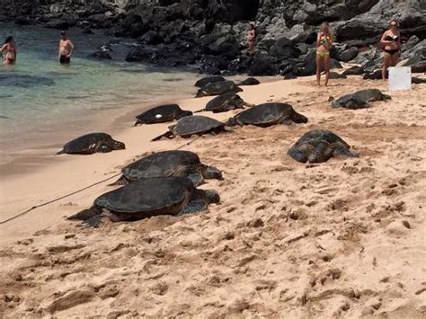 Lots Of Turtles Picture Of Hookipa Beach Park Paia Tripadvisor