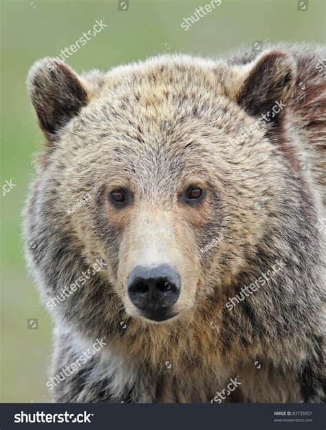 Grizzly Bear Portrait Stock Photo 83739907 Shutterstock