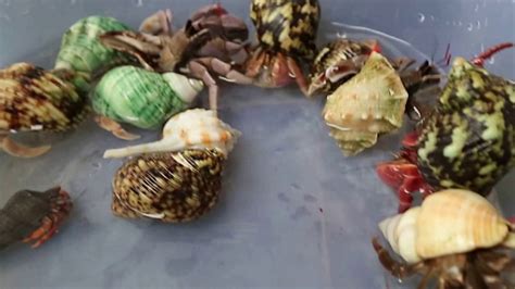 Hermit Crabs In Plastic Tank Youtube