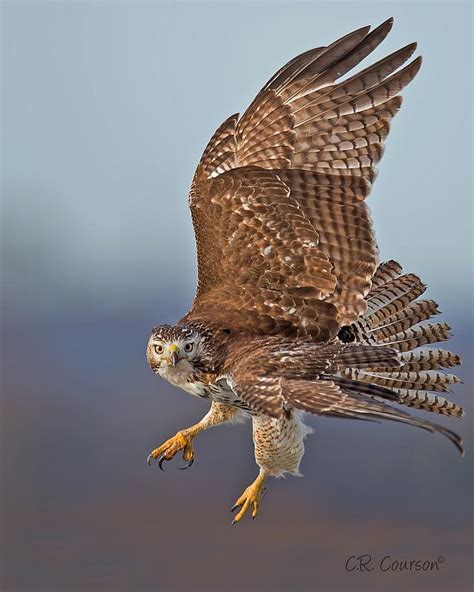 Red Tailed Hawk In Flight Photograph By Cr Courson