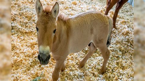 San Diego Zoo Scientists Clone Endangered Przewalskis Horse From 40