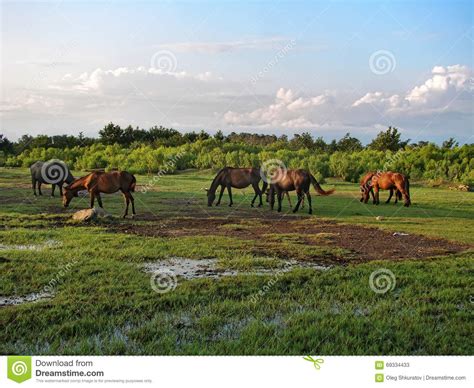 Horses Are Grazed On A Meadow Under The Blue Sky With Clouds Stock