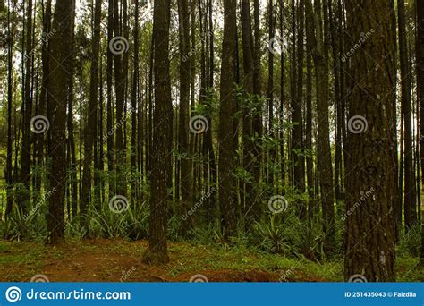 Low Angle Shot Of Of A Tranquil Pine Forest In Yogyakarta Hutan Pinus