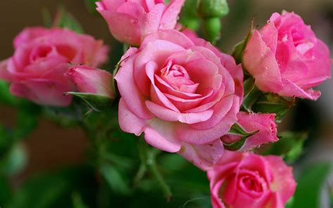 Paling Bagus 15 Foto Bunga Pink Gambar Bunga Indah