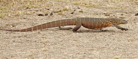 5 Interesting Facts About The Nile Monitor Nile Monitor Lizard Facts