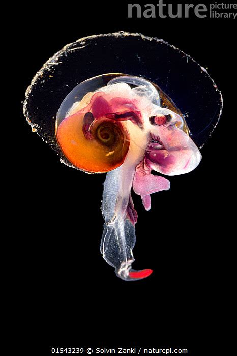 Nature Picture Library Pelagic Mollusc Oxygyrus Keraudreni Captive