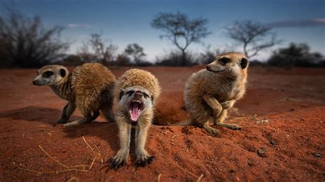 Viewing Meerkats On Safari In Africa