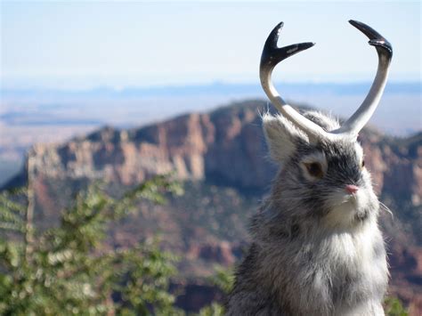 Jackalope — Cute As They May Be Dont Pet The Jackalope — They Are