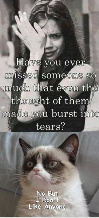 Grumpy Cat Memes By Gary Graefen Grumpy Cat Meme Grumpy Cat Cat Jokes