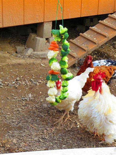 Eight Healthy Homemade Treats For Your Chickens The Owner Builder