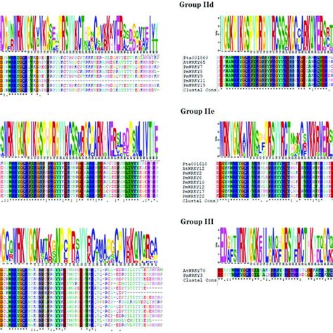 Multiple Sequence Alignment Of Pmwrky Domains Download Scientific