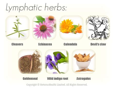 Your Lymphatic System Herbalism Herbal Apothecary Goldenseal