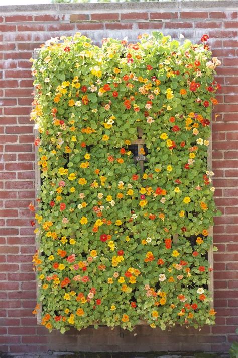 Wall Of Flowers Vertical Garden Diy Vertical Garden Design Vertical