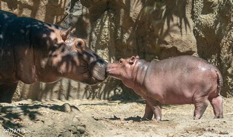 Cincinnati Zoo Has Baby Hippos And Great Landscapes Too Gardenrant