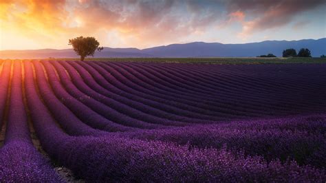 Lavender Field Wallpapers Wallpaper Cave