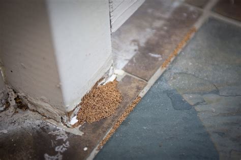 Termite Treatment Glendale Why Termites Thrive In Arizona