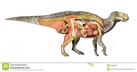 Dinosaur Anatomy Iguanodon Total Cutaway Showing All Internal Organs