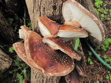 Member Spotlight Shiitake Mushroom Logs Northwest Natural Resource Group