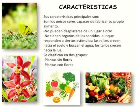 Reino Vegetal Características Y Clasificación De Las Plantas ¡¡resumen