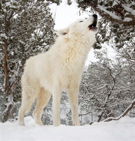 Winter Howl By Kamiathewolf On Deviantart
