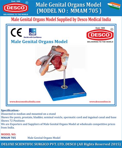 Male Genital Organs Model Desco