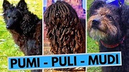Puli Pumi and Mudi - Three Small Hungarian Sheepdogs - YouTube
