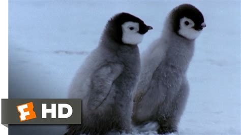 March of the penguins (la marche de l'empereur) is a 2005 nature documentary about the yearly journey of emperor penguins in antarctica to mate and raise … a sequel, march of the penguins 2: March of the Penguins (4/4) Movie CLIP - First Steps (2005 ...